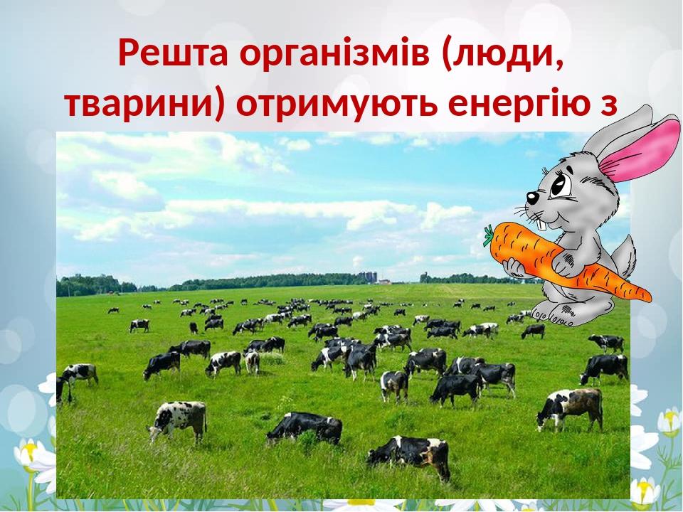 Решта організмів (люди, тварини) отримують енергію з їжі