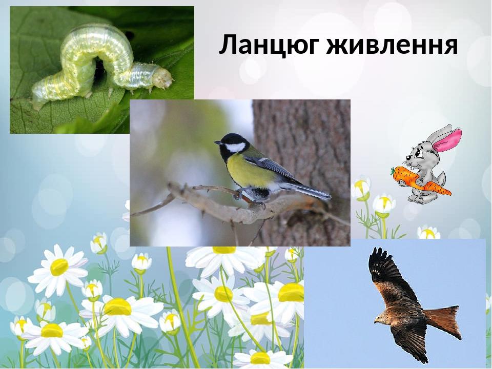 Ланцюг живлення