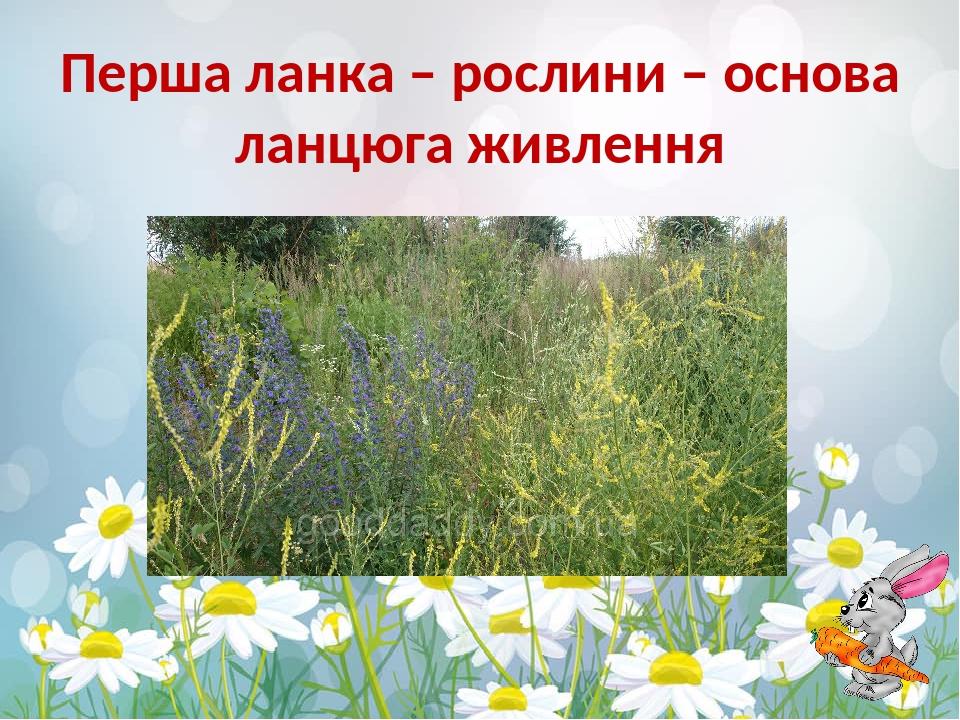 Перша ланка – рослини – основа ланцюга живлення