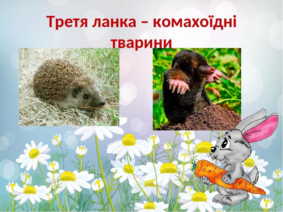 Третя ланка – комахоїдні тварини
