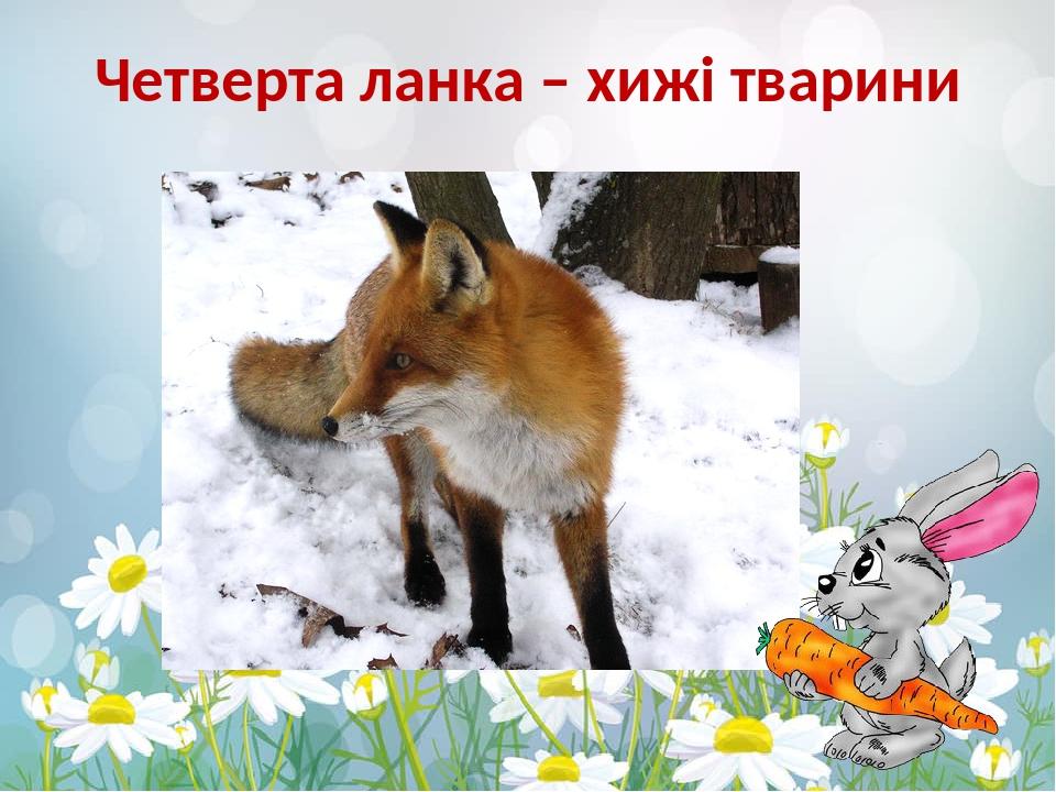 Четверта ланка – хижі тварини