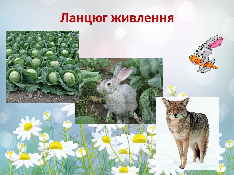 Ланцюг живлення