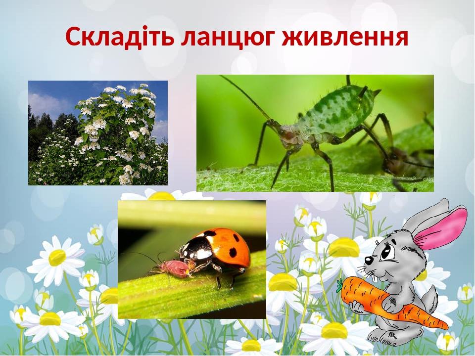 Складіть ланцюг живлення