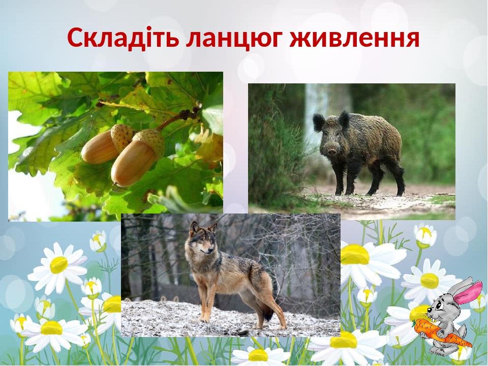 Складіть ланцюг живлення