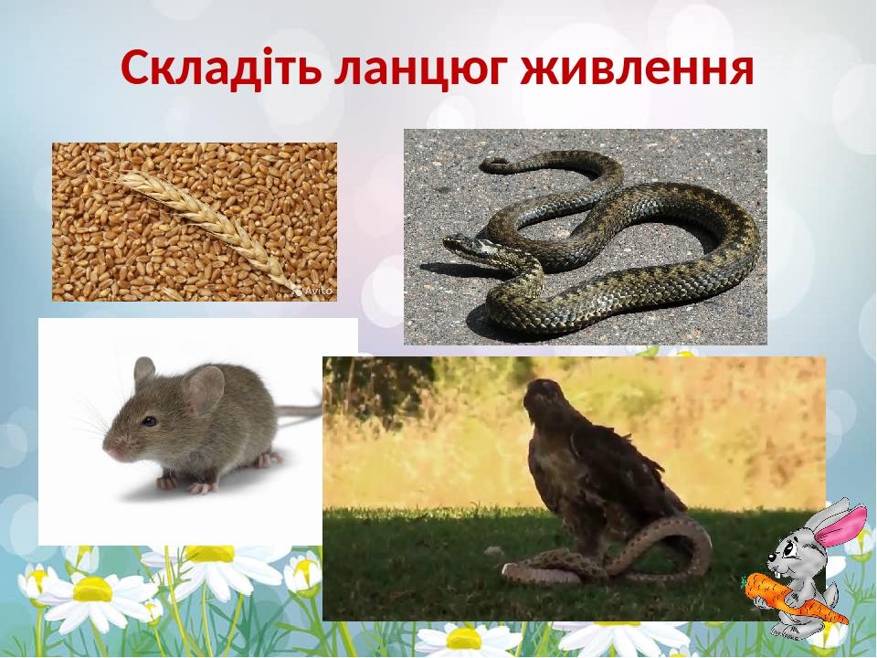 Складіть ланцюг живлення