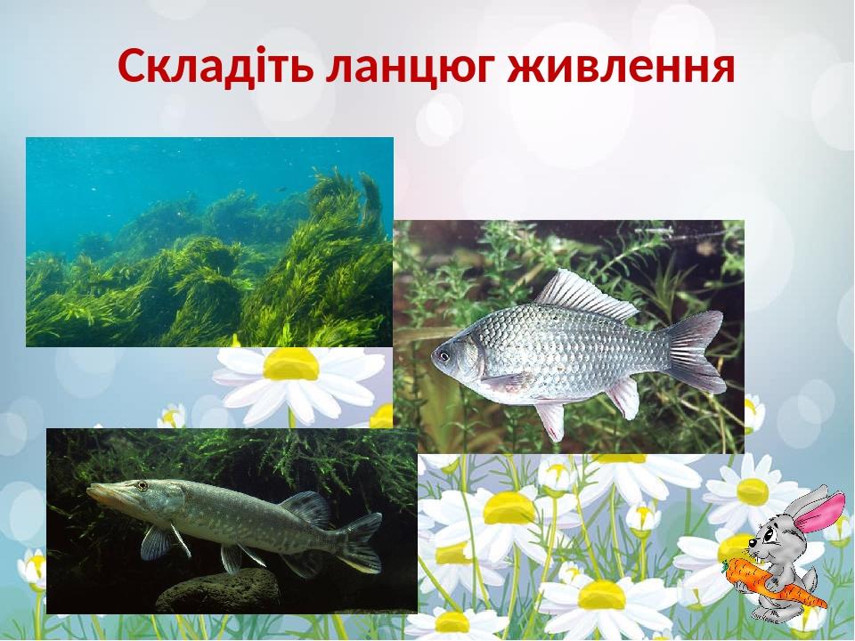 Складіть ланцюг живлення