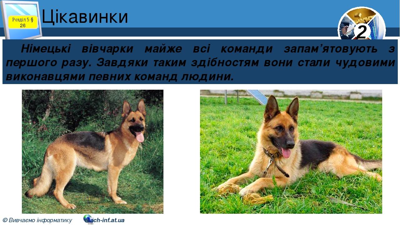 Цікавинки Німецькі вівчарки майже всі команди запам’ятовують з першого разу. Завдяки таким здібностям вони стали чудовими виконавцями певних команд...
