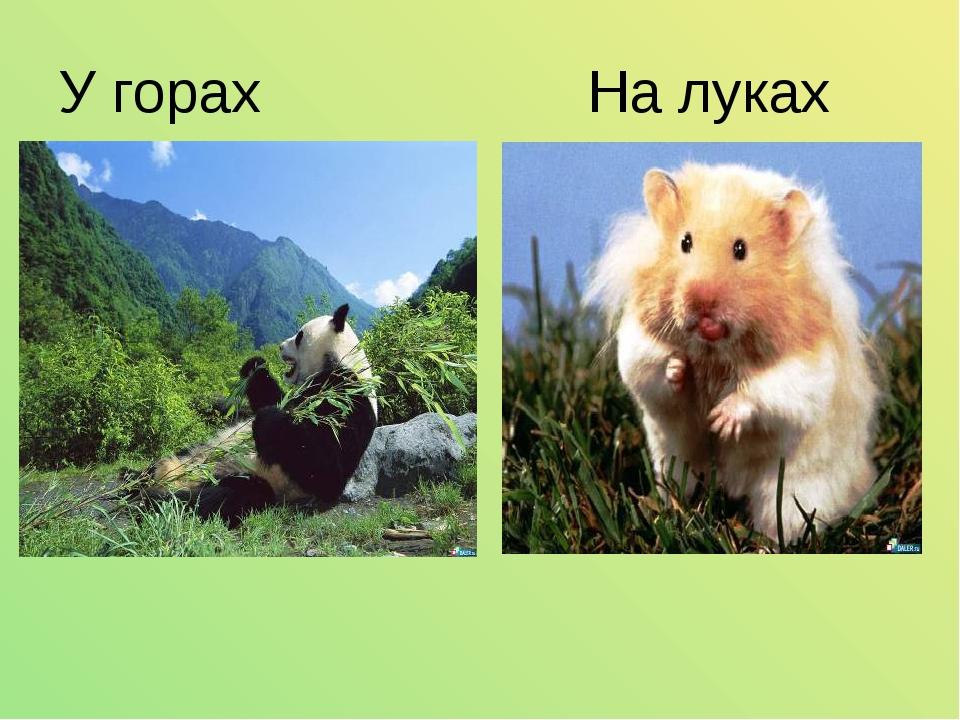 У горах На луках