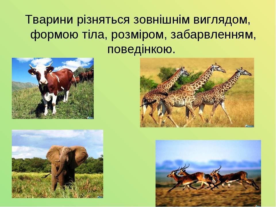 Тварини різняться зовнішнім виглядом, формою тіла, розміром, забарвленням, поведінкою.