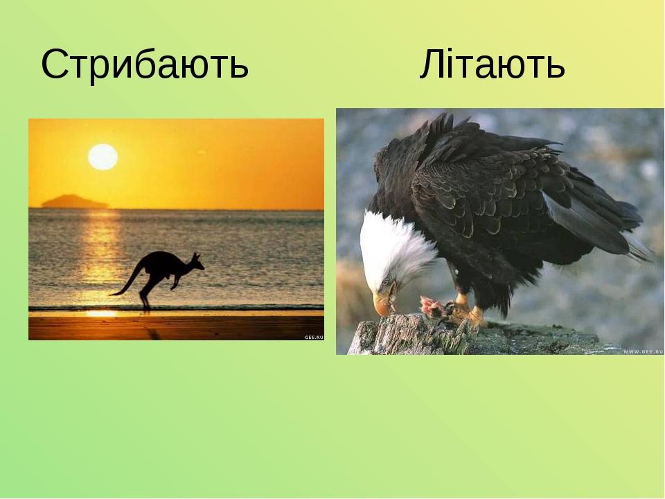 Стрибають Літають