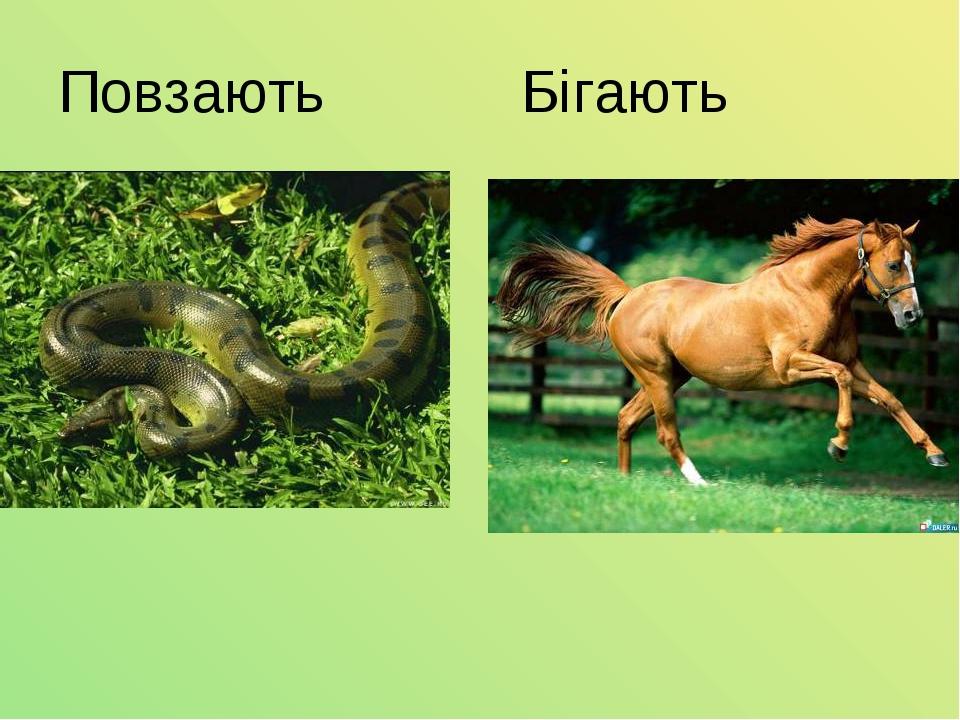 Повзають Бігають