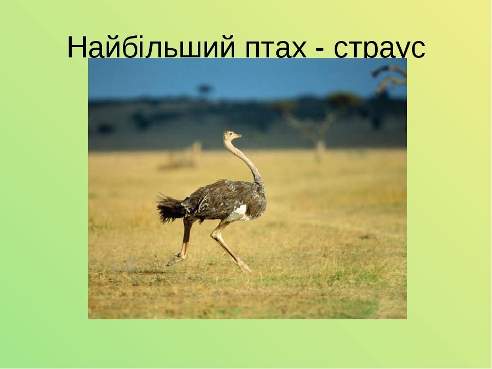 Найбільший птах - страус