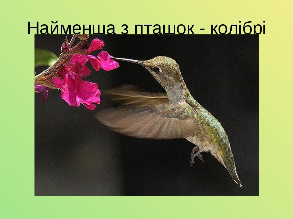 Найменша з пташок - колібрі