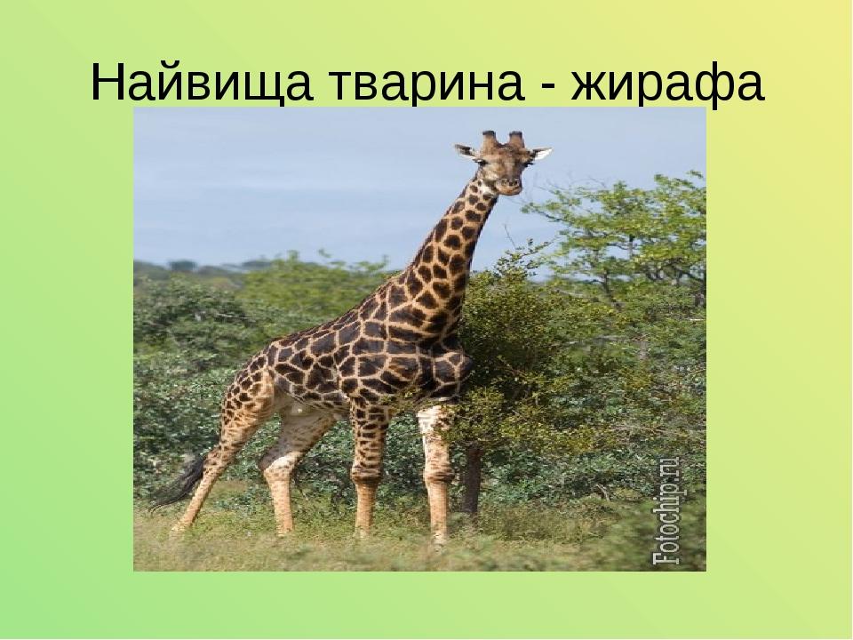 Найвища тварина - жирафа