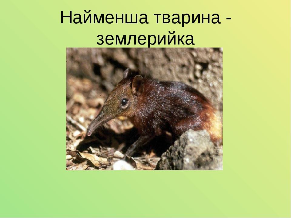 Найменша тварина - землерийка