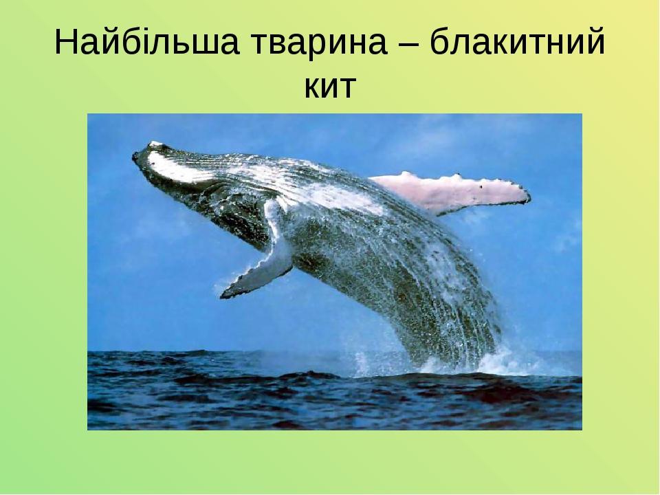 Найбільша тварина – блакитний кит