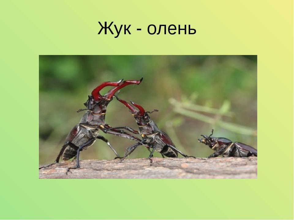 Жук - олень