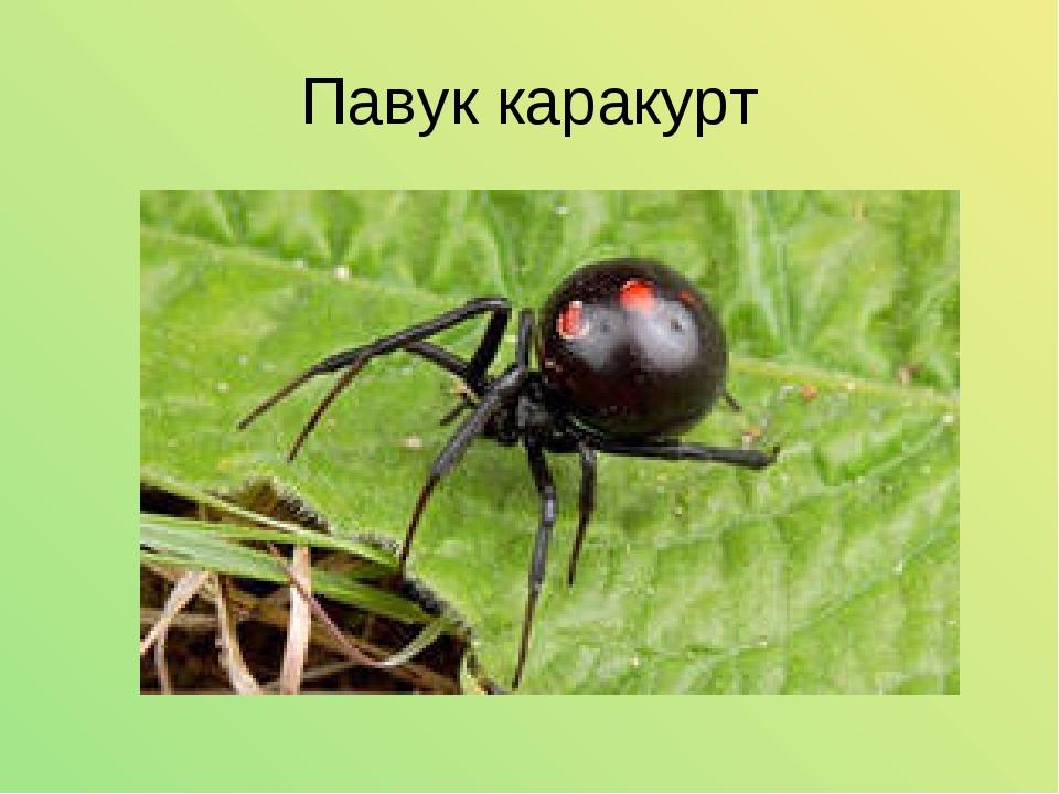 Павук каракурт