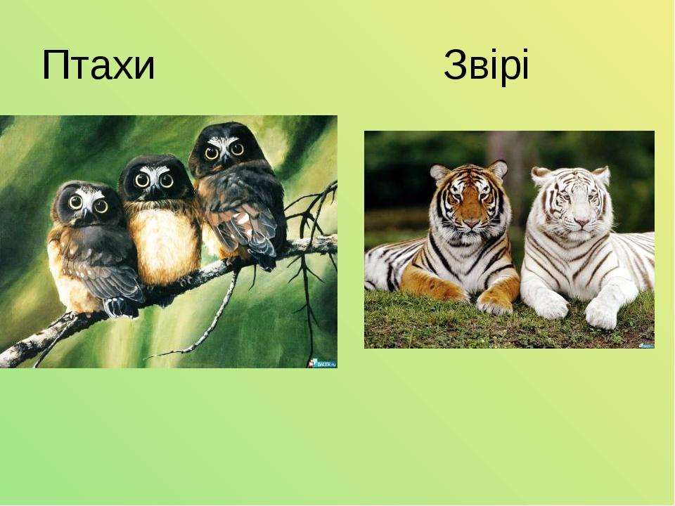 Птахи Звірі