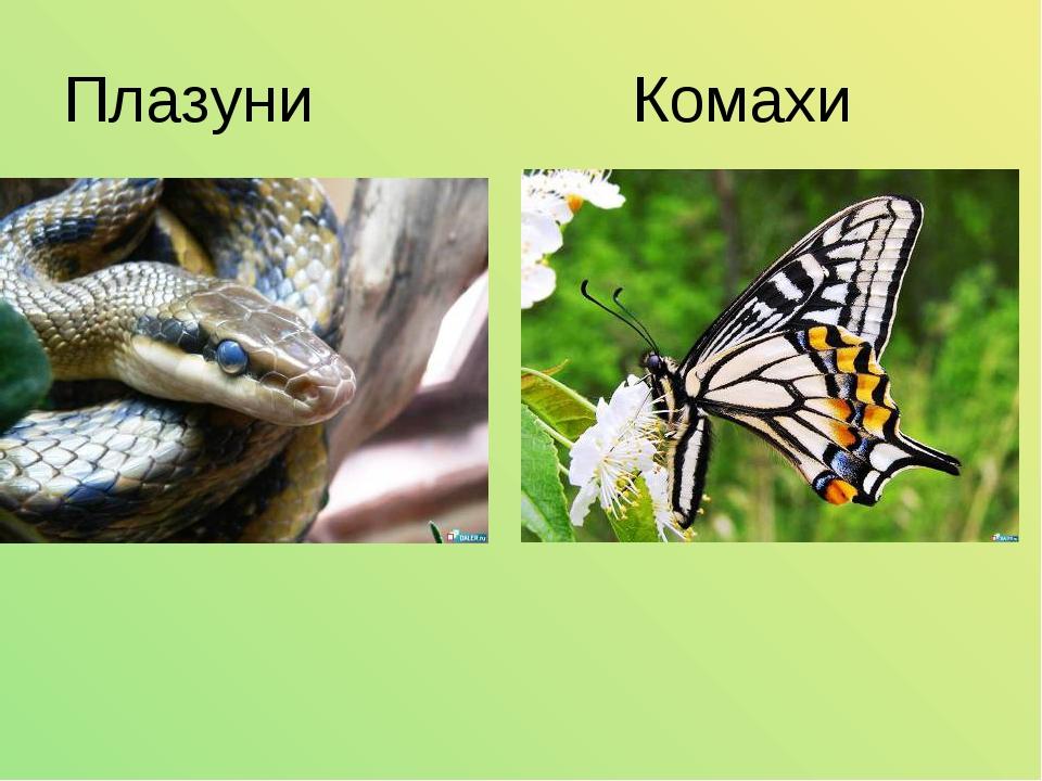 Плазуни Комахи