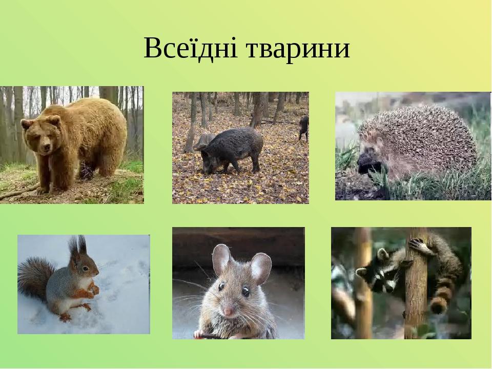 Всеїдні тварини