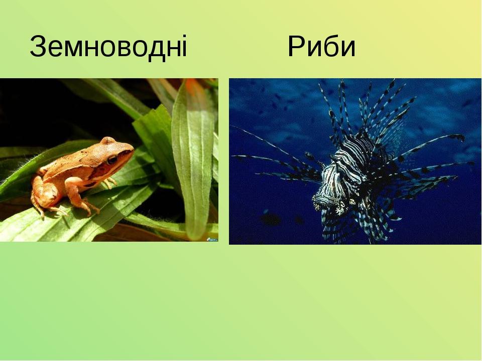 Земноводні Риби