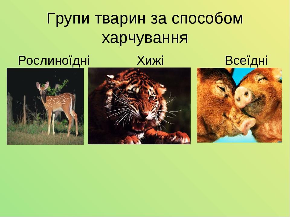Групи тварин за способом харчування Рослиноїдні Хижі Всеїдні