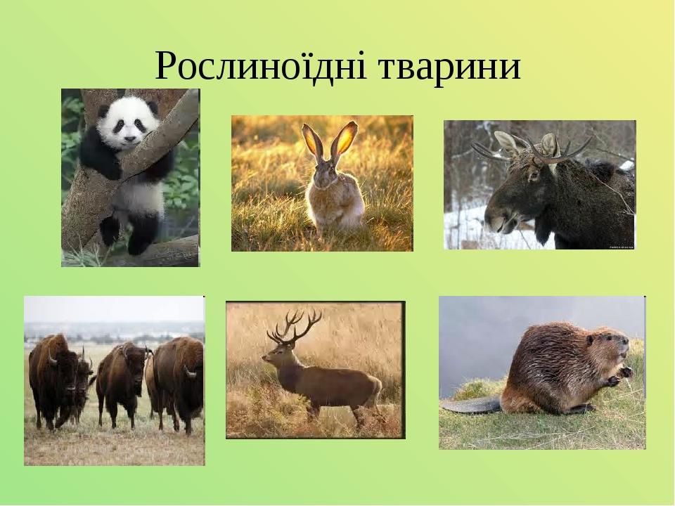 Рослиноїдні тварини