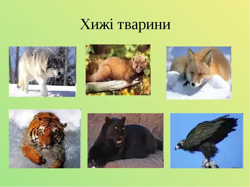 Хижі тварини