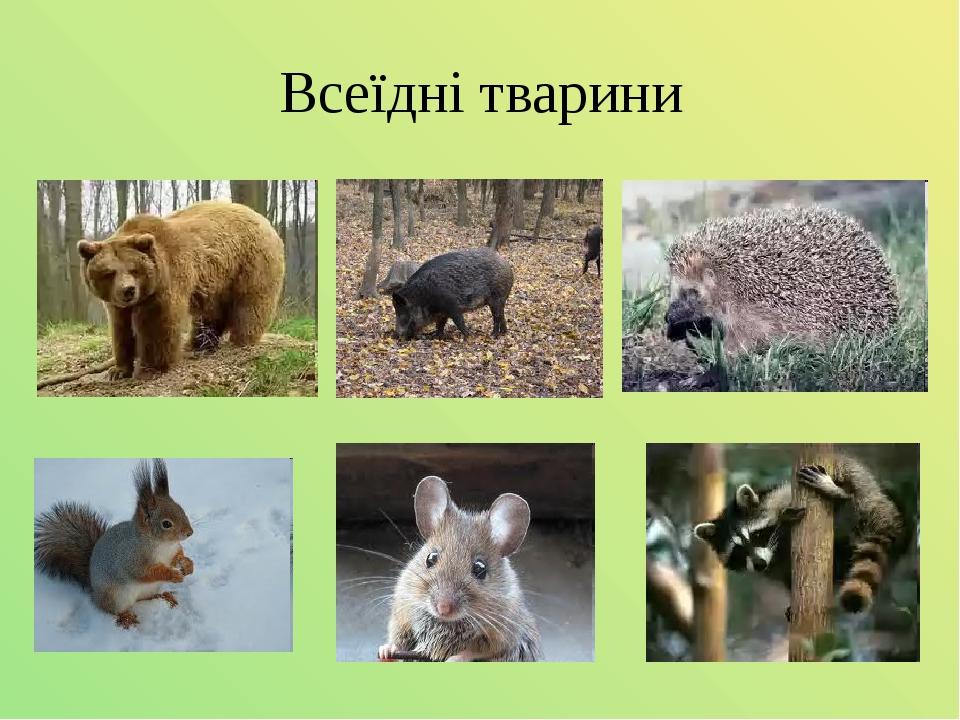 Всеїдні тварини