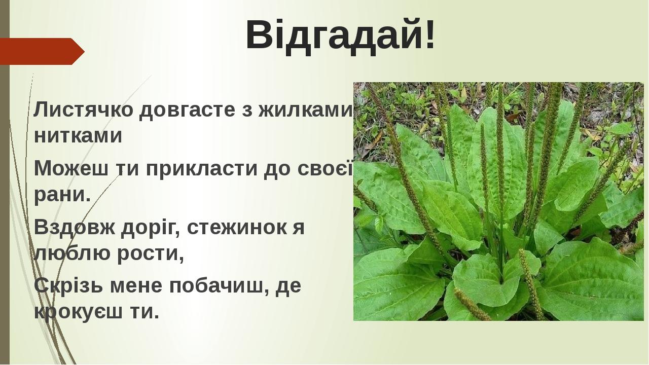 Відгадай! Листячко довгасте з жилками-нитками Можеш ти прикласти до своєї рани. Вздовж доріг, стежинок я люблю рости, Скрізь мене побачиш, де кроку...