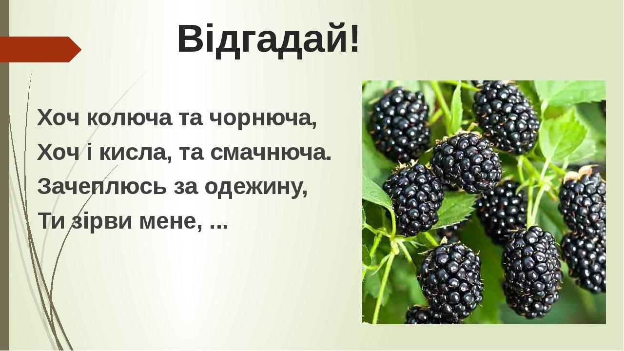 Відгадай! Хоч колюча та чорнюча, Хоч і кисла, та смачнюча. Зачеплюсь за одежину, Ти зірви мене, ...