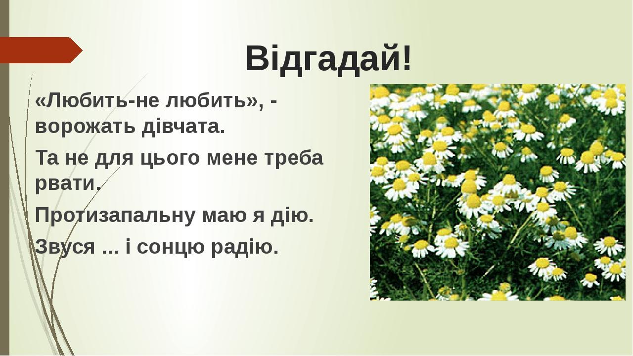 Відгадай! «Любить-не любить», - ворожать дівчата. Та не для цього мене треба рвати. Протизапальну маю я дію. Звуся ... і сонцю радію.