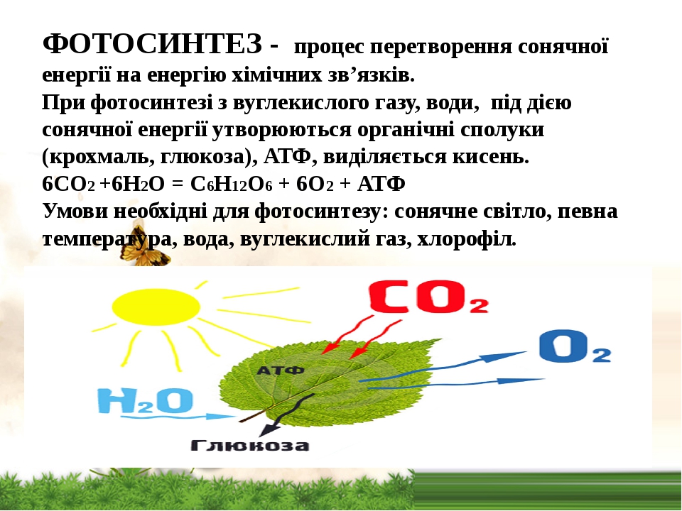 Рисунок фотосинтез 6 класс