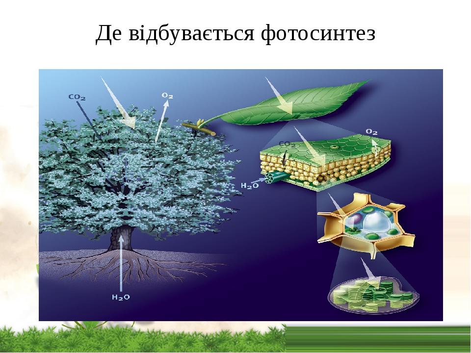 Рисунок фотосинтез 6 класс