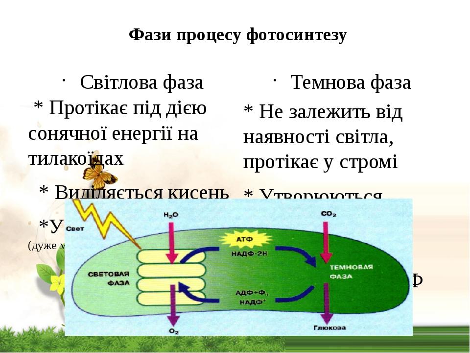 Фазы фотосинтеза схема