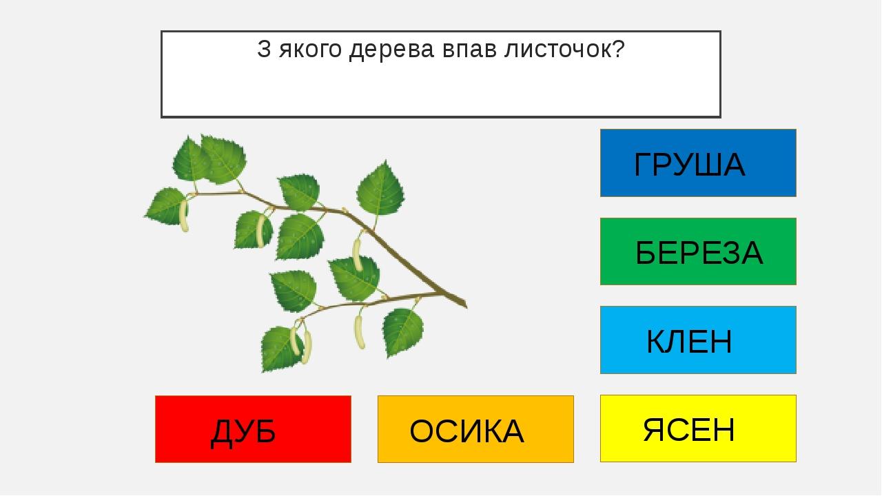 З якого дерева впав листочок? ДУБ ОСИКА ЯСЕН КЛЕН БЕРЕЗА ГРУША