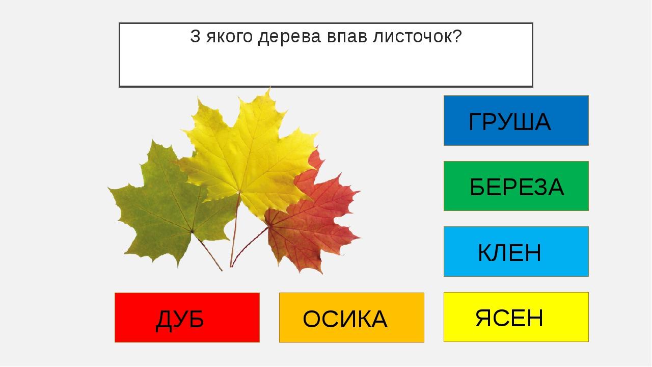 З якого дерева впав листочок? ДУБ ОСИКА ЯСЕН КЛЕН БЕРЕЗА ГРУША