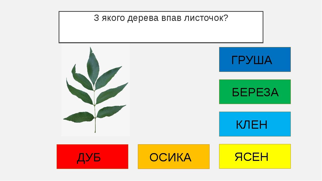 З якого дерева впав листочок? ДУБ ОСИКА ЯСЕН КЛЕН БЕРЕЗА ГРУША
