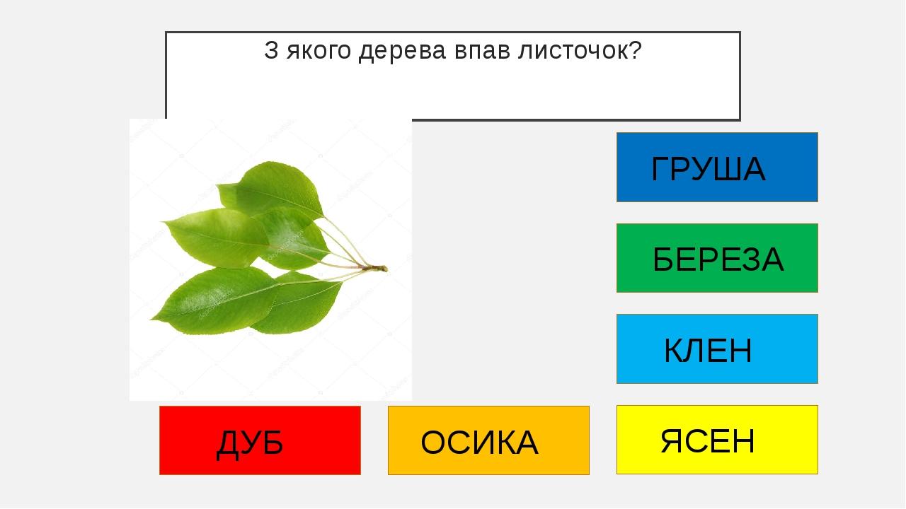 З якого дерева впав листочок? ДУБ ОСИКА ЯСЕН КЛЕН БЕРЕЗА ГРУША