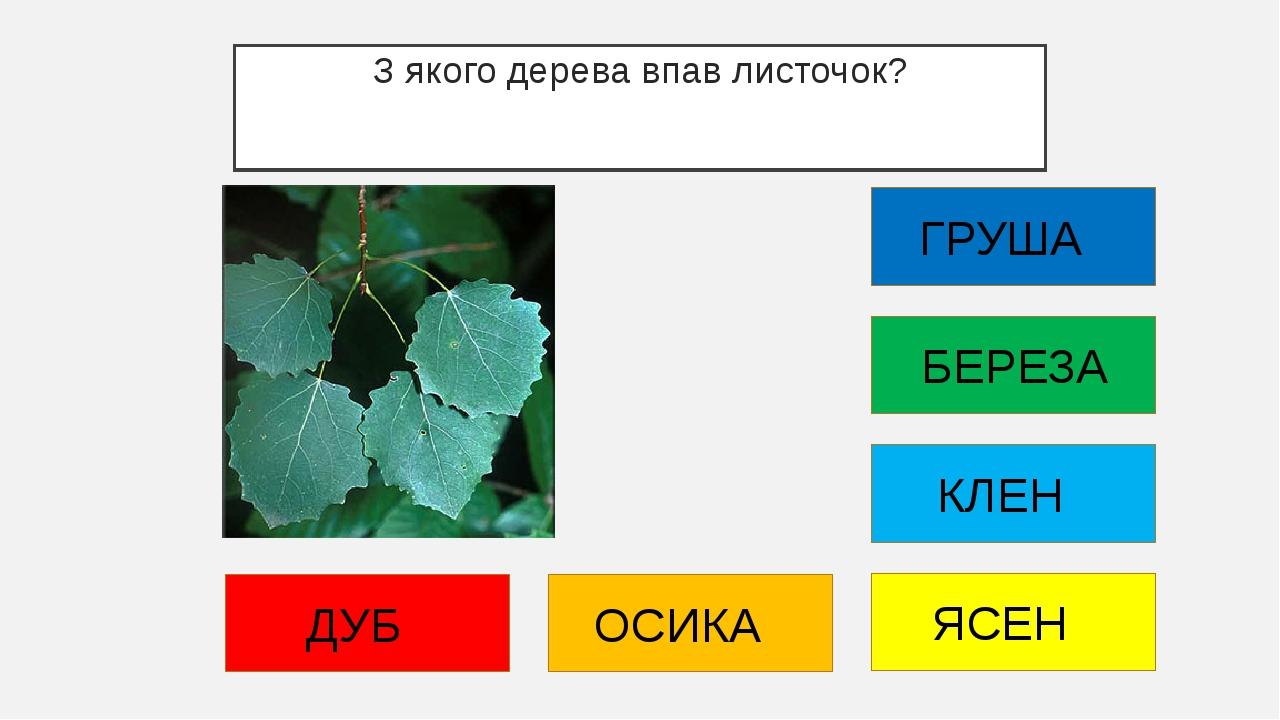 З якого дерева впав листочок? ДУБ ОСИКА ЯСЕН КЛЕН БЕРЕЗА ГРУША