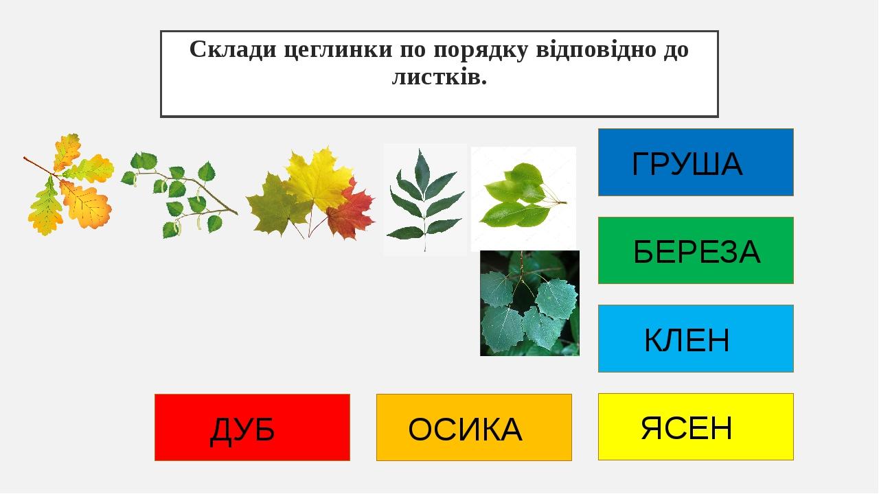 Склади цеглинки по порядку відповідно до листків. ДУБ ОСИКА ЯСЕН КЛЕН БЕРЕЗА ГРУША