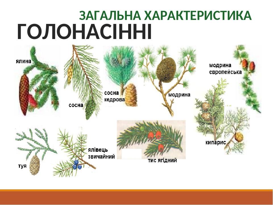 ГОЛОНАСІННІ ЗАГАЛЬНА ХАРАКТЕРИСТИКА
