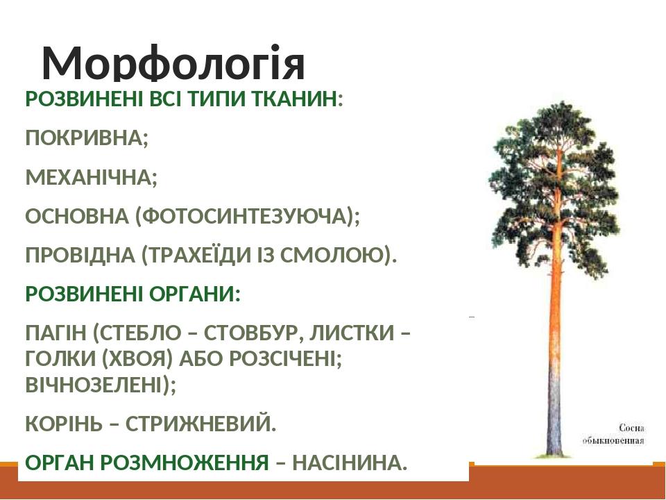 Морфологія РОЗВИНЕНІ ВСІ ТИПИ ТКАНИН: ПОКРИВНА; МЕХАНІЧНА; ОСНОВНА (ФОТОСИНТЕЗУЮЧА); ПРОВІДНА (ТРАХЕЇДИ ІЗ СМОЛОЮ). РОЗВИНЕНІ ОРГАНИ: ПАГІН (СТЕБЛО...