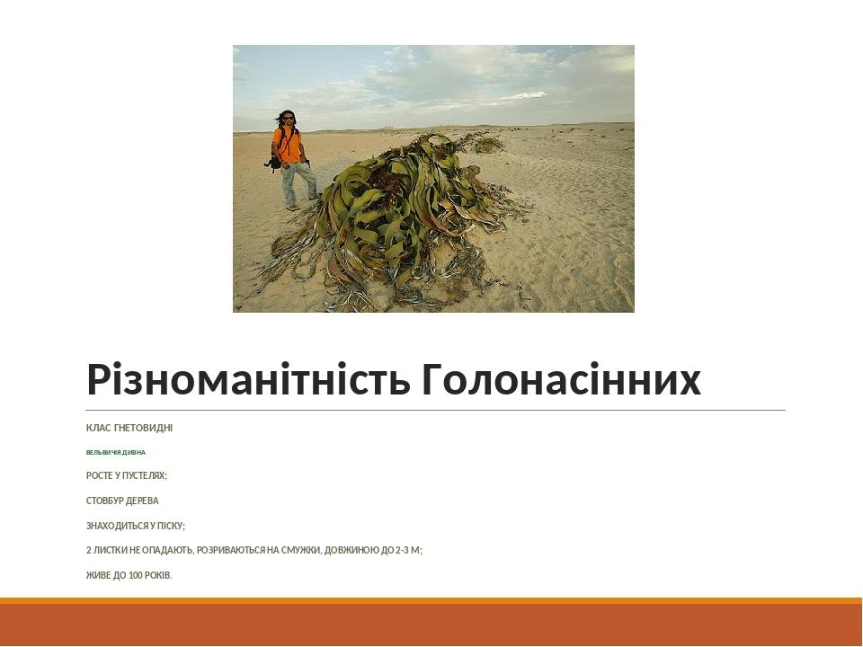Різноманітність Голонасінних КЛАС ГНЕТОВИДНІ ВЕЛЬВИЧІЯ ДИВНА РОСТЕ У ПУСТЕЛЯХ; СТОВБУР ДЕРЕВА ЗНАХОДИТЬСЯ У ПІСКУ; 2 ЛИСТКИ НЕ ОПАДАЮТЬ, РОЗРИВАЮТЬ...