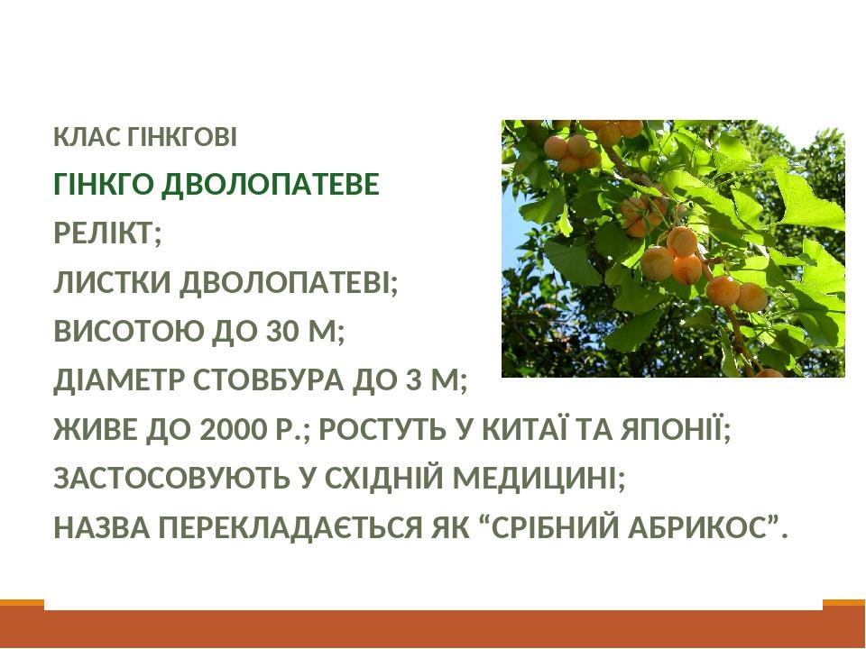 Різноманітність Голонасінних КЛАС ГІНКГОВІ ГІНКГО ДВОЛОПАТЕВЕ РЕЛІКТ; ЛИСТКИ ДВОЛОПАТЕВІ; ВИСОТОЮ ДО 30 М; ДІАМЕТР СТОВБУРА ДО 3 М; ЖИВЕ ДО 2000 Р....