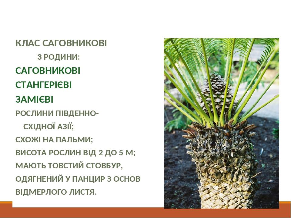 Різноманітність Голонасінних КЛАС САГОВНИКОВІ 3 РОДИНИ: САГОВНИКОВІ СТАНГЕРІЄВІ ЗАМІЄВІ РОСЛИНИ ПІВДЕННО- СХІДНОЇ АЗІЇ; СХОЖІ НА ПАЛЬМИ; ВИСОТА РОС...