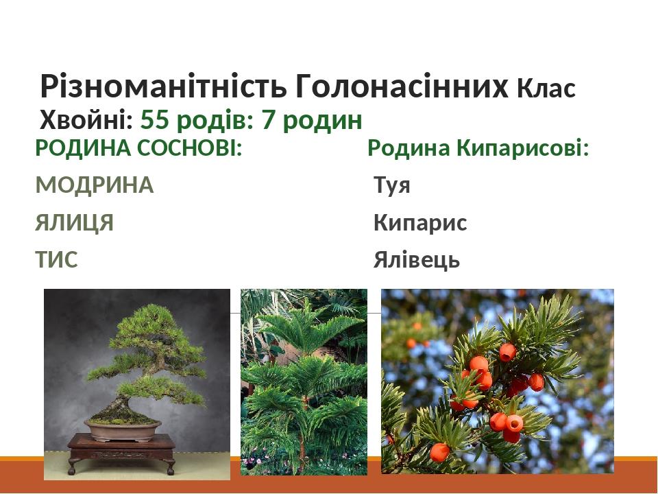 Різноманітність Голонасінних Клас Хвойні: 55 родів: 7 родин РОДИНА СОСНОВІ: МОДРИНА ЯЛИЦЯ ТИС Родина Кипарисові: Туя Кипарис Ялівець