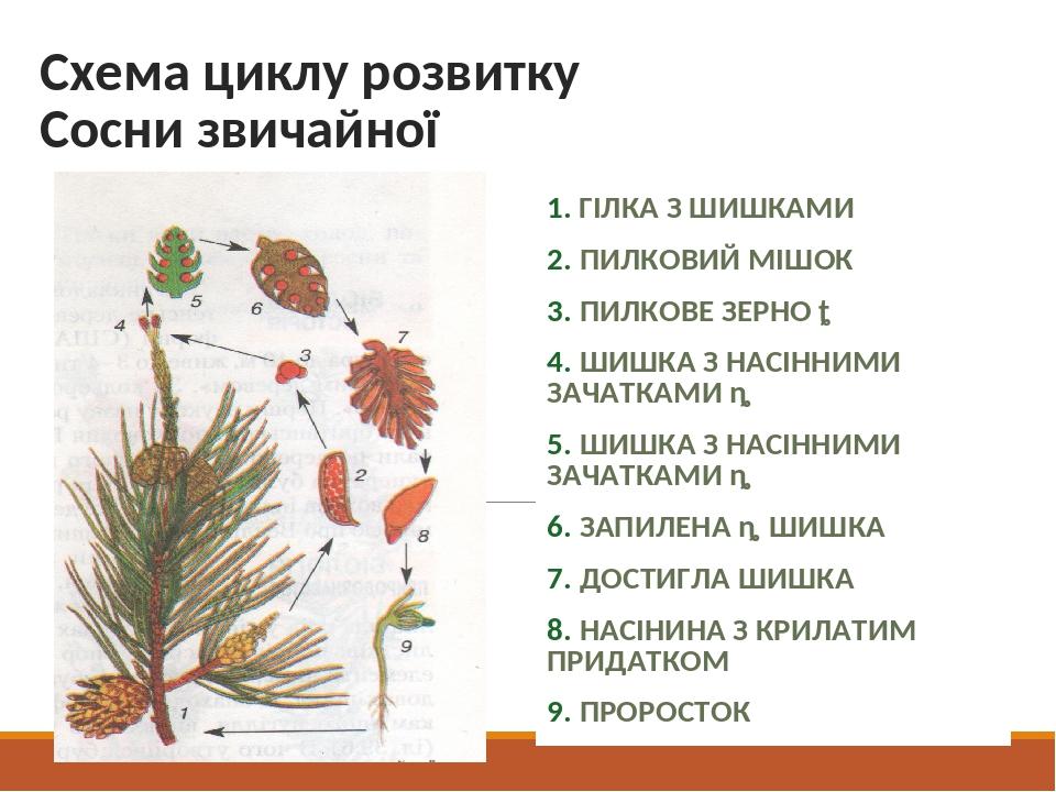 Схема циклу розвитку Сосни звичайної 1. ГІЛКА З ШИШКАМИ 2. ПИЛКОВИЙ МІШОК 3. ПИЛКОВЕ ЗЕРНО ♂ 4. ШИШКА З НАСІННИМИ ЗАЧАТКАМИ ♀ 5. ШИШКА З НАСІННИМИ ...