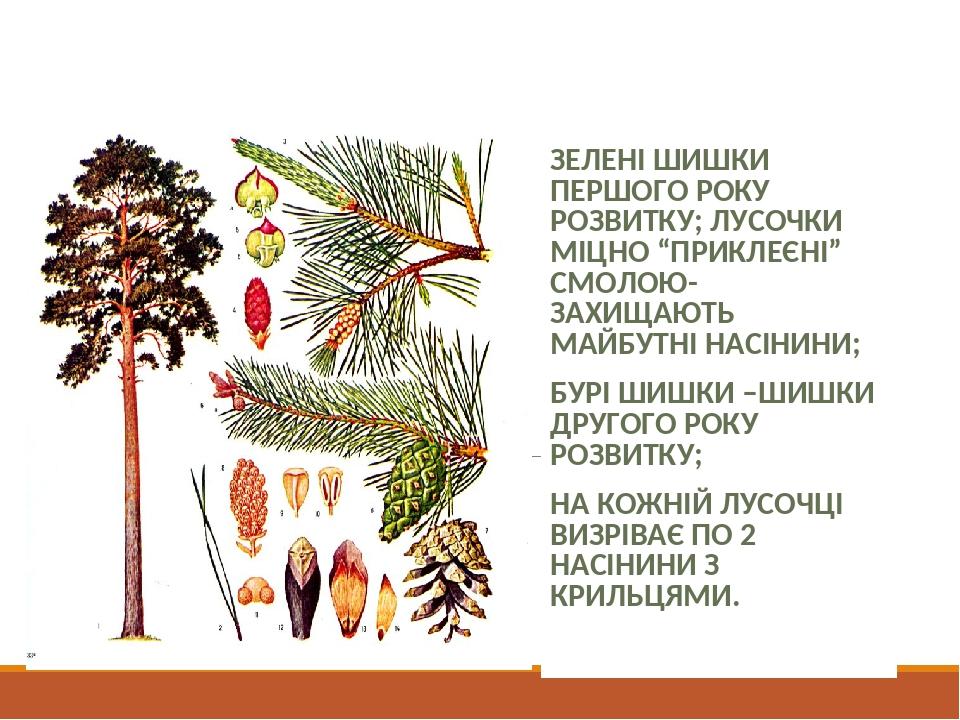 Розвиток насінини хвойних ЗЕЛЕНІ ШИШКИ ПЕРШОГО РОКУ РОЗВИТКУ; ЛУСОЧКИ МІЦНО “ПРИКЛЕЄНІ” СМОЛОЮ- ЗАХИЩАЮТЬ МАЙБУТНІ НАСІНИНИ; БУРІ ШИШКИ –ШИШКИ ДРУГ...